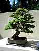 bonsai11.jpg